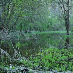 A Journey Through Haunting Memories