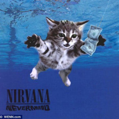 neverlove rock type beay