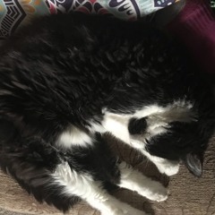 Pusskins 4