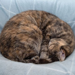 Lofi Rainy Melodies for Content Cats