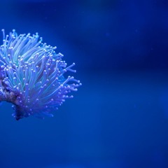 Aquarium De Paris Podcast