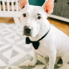 Tucker’s Tail (A Song for Logan) #Bluegrass Version