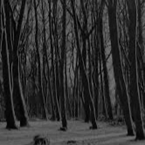 Among the scraps of dark - Wildsilences and Nicholas Ridiculous