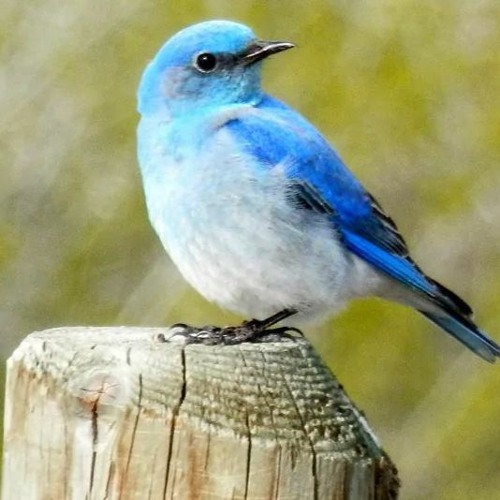 Bluebird (Original Mix)