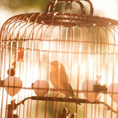 Golden Caged Birdie