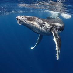 Into the whale