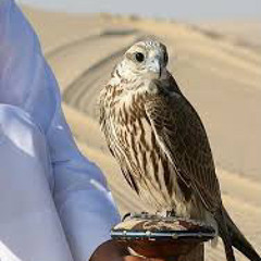 مقناص الشيخ سعود