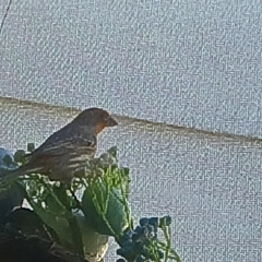 Fallen Bird