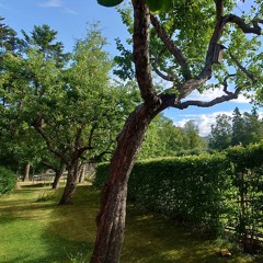 Begging calls of tits and nuthatches