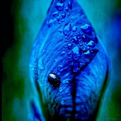 SHELTERS OF THE HEART