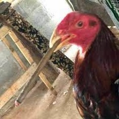 NaçãoRebolation DISCOGRAFIA COMPLETA