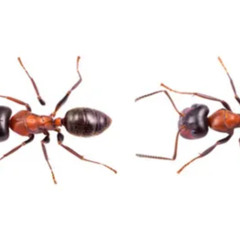 INSECTS|Instrumental