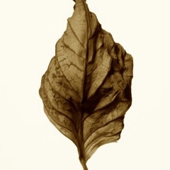 Dead Leaf(DEMO)