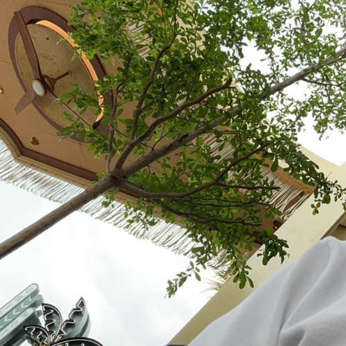 راشد الماجد - سنين عمري