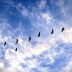 11 Э.Уэббер - Memory