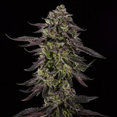 Flowers '08 (Jamie Duggan)