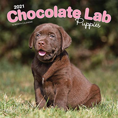 ACCESS EBOOK 📝 Chocolate Labrador Retriever Puppies 2021 12 x 12 Inch Monthly Square