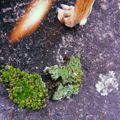 Breathe - Pink Floyd / Cover