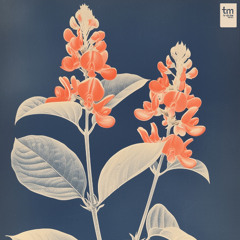 Mattari, Ricardo Schneider & FaOut - Soul's Nest