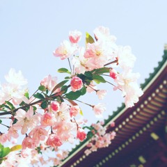 Sakura Bloom | Japan - Royalty Free Background Music