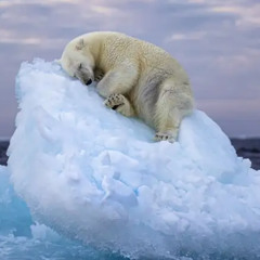Tundra