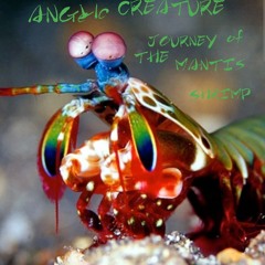 JOURNEY OF THE MANTIS SHRIMP