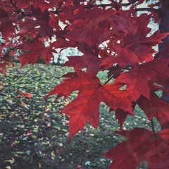 MIDI | Earth, Wind & Fire - September | Roland SC - 55