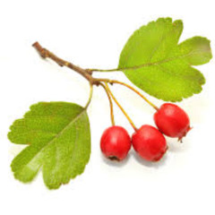 2025 23 04 Aubépine