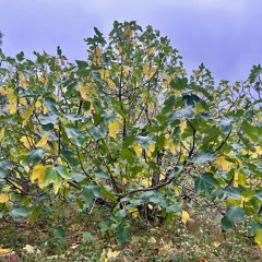 GialloSettembre_ReRec