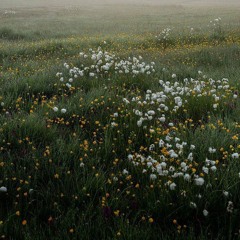 Copy of feuille de vigne piano