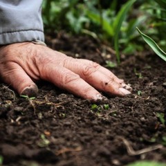 John 20 - "Jesus in the Gardener"