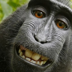 mr monkey poop