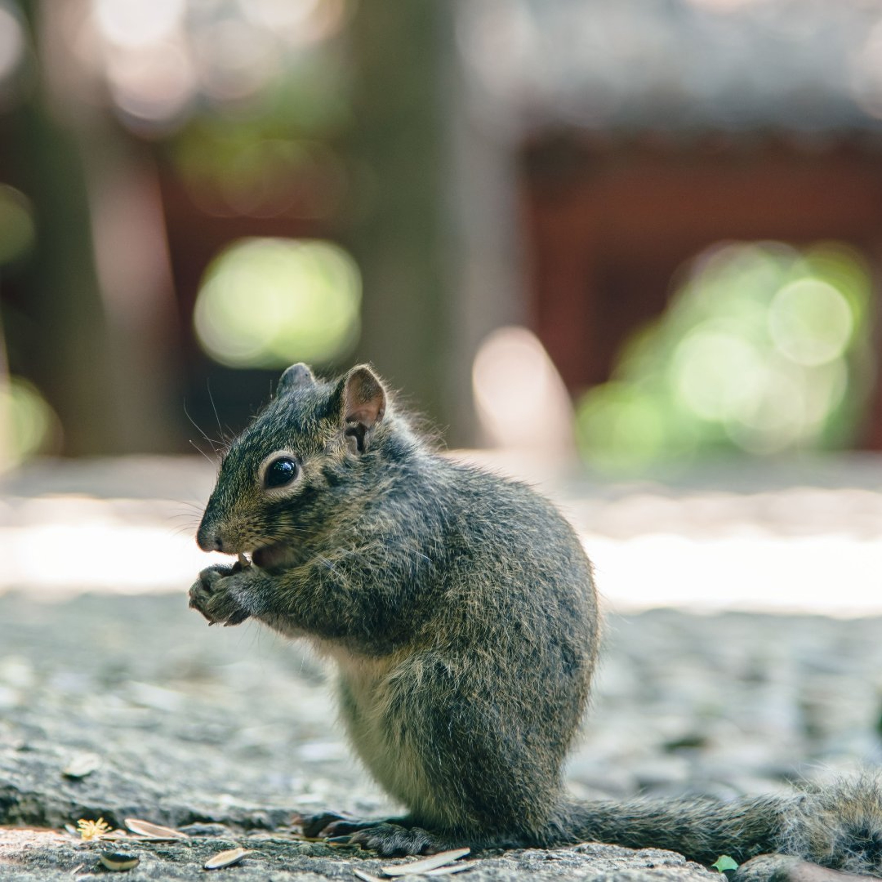 Episode 484: For Squirrels episode artwork