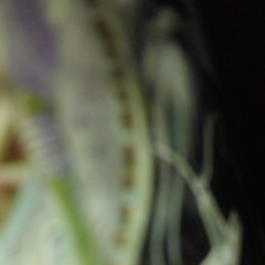 Traphouse George  - Pony PaK Quitte Rmx