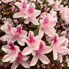 PREETY FLOWERS PT. 3 (STRANGE BIRD) INSTRUMENTAL