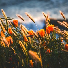 Seasonal EP (2016) Previews