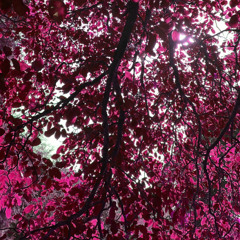 Under The Canopy