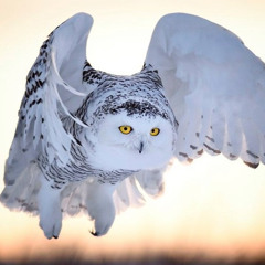 shhh this is shippet (polar owl)