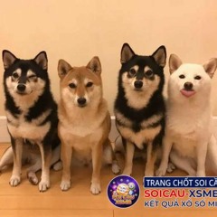 Ngủ mơ thấy 4 con chó điềm báo điều gì?