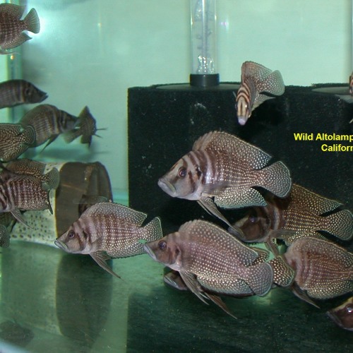 Unusual freshwater aquarium fish sales
