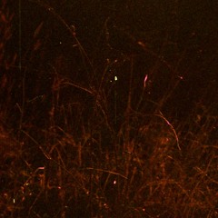 :experimental_idm_Brain
