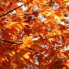 Autumn Leaves