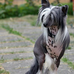 nuulls [1shield2wings]