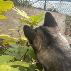 Romeo + Juliet - How Do You Like The Food?