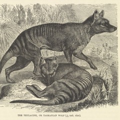 A Look Back At The Time Of The Tasmanian Tiger