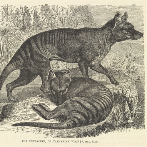 A Look Back At The Time Of The Tasmanian Tiger