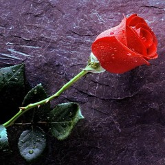 True Love (Prod By AVS)