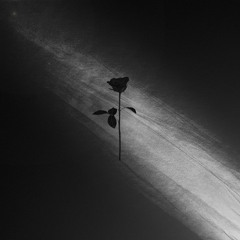 Black Rose Releases