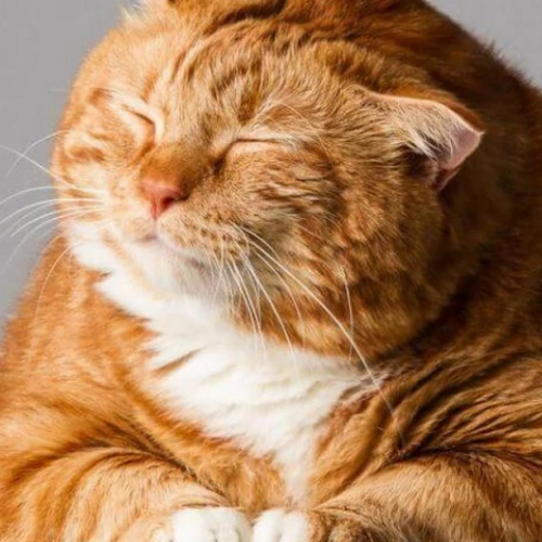 ОТЧИСЛЕННОСТЬ (ft.ValentineKxl)