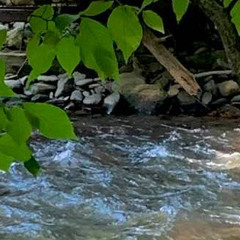 i bet on losing dogs - mitski - slowed, reverb, and acoustic